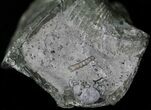 Large Pyrite Replaced Brachiopod - Silica Shale #21091-1